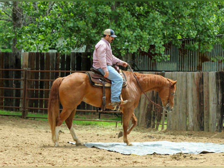 Quarter horse américain Hongre 11 Ans 152 cm Alezan cuivré in Whitesboro