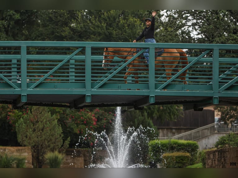 Quarter horse américain Hongre 11 Ans 152 cm Alezan cuivré in Granbury TX