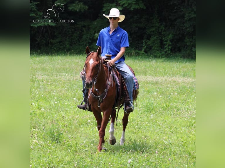 Quarter horse américain Hongre 11 Ans 152 cm Alezan cuivré in Tompkinsville, KY