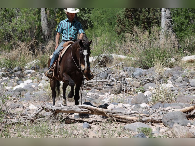 Quarter horse américain Hongre 11 Ans 152 cm Bai cerise in Camp Verde AZ