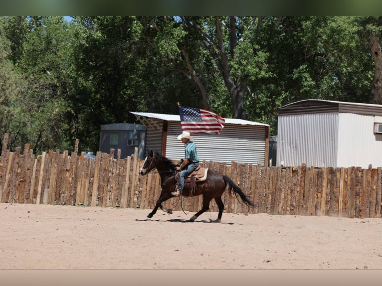 Quarter horse américain Hongre 11 Ans 152 cm Bai cerise in Camp Verde AZ