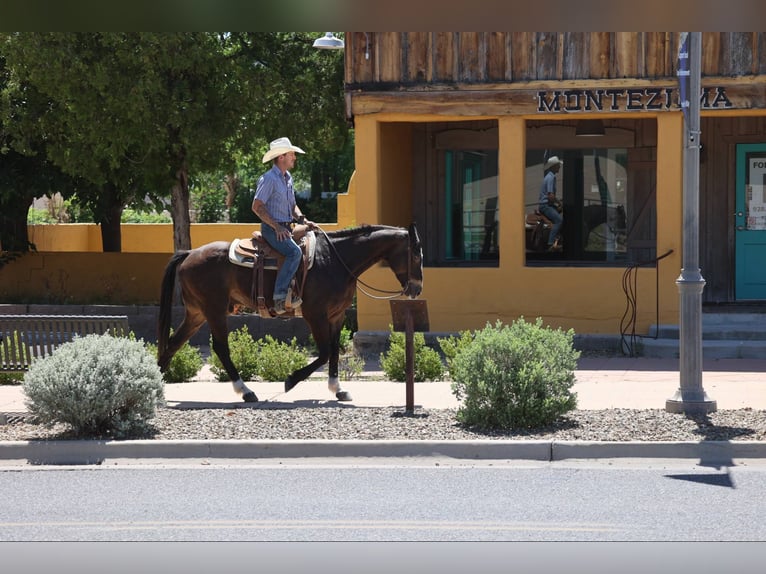 Quarter horse américain Hongre 11 Ans 152 cm Bai cerise in Camp Verde AZ