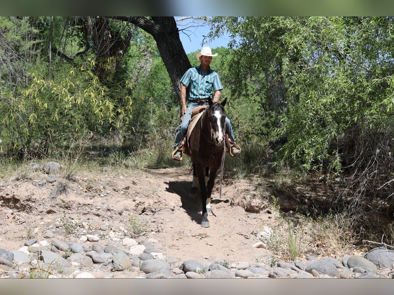 Quarter horse américain Hongre 11 Ans 152 cm Bai cerise in Camp Verde AZ