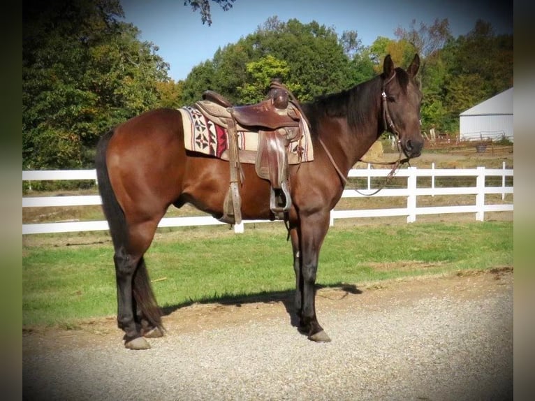 Quarter horse américain Hongre 11 Ans 152 cm Bai cerise in Effingham IL