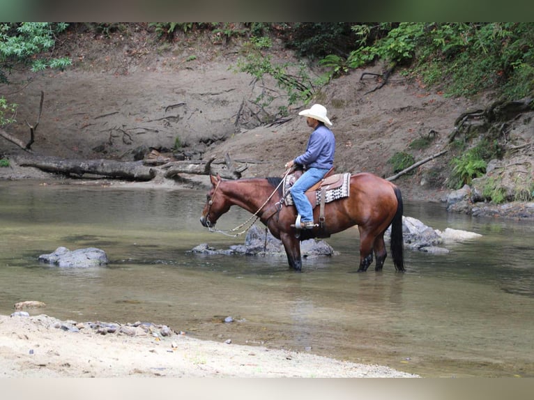 Quarter horse américain Hongre 11 Ans 152 cm Bai cerise in Paicines CA
