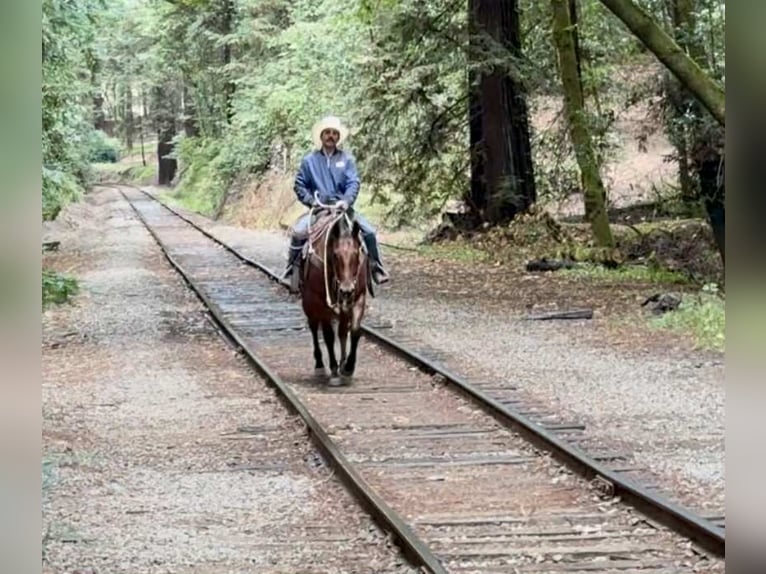 Quarter horse américain Hongre 11 Ans 152 cm Bai cerise in Paicines CA