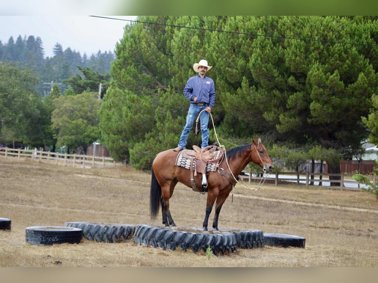Quarter horse américain Hongre 11 Ans 152 cm Bai cerise in Paicines CA