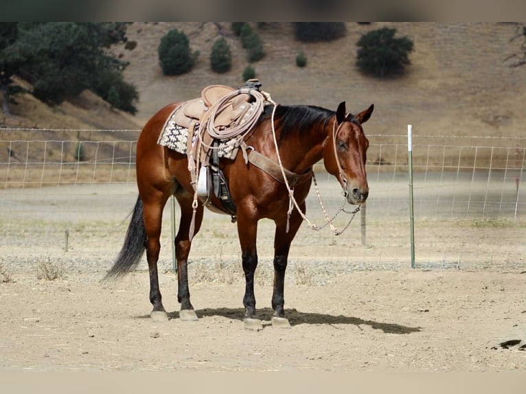 Quarter horse américain Hongre 11 Ans 152 cm Bai cerise in Paicines CA