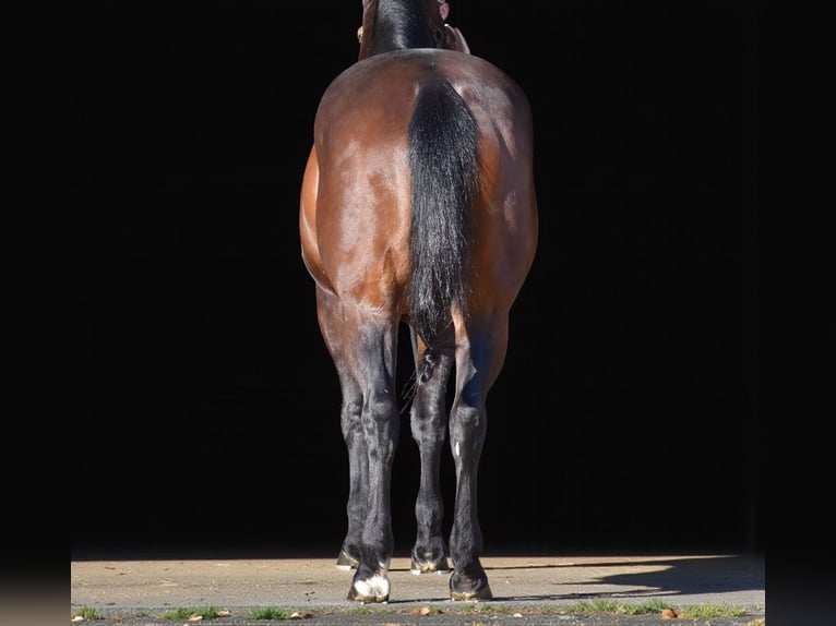 Quarter horse américain Hongre 11 Ans 152 cm Bai cerise in Providence Forge VA