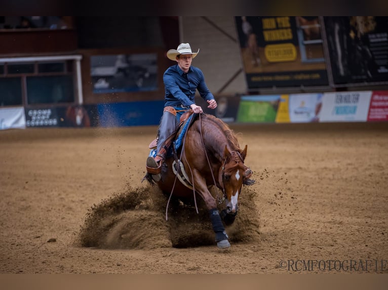 Quarter horse américain Hongre 11 Ans 152 cm Bai in Veghel