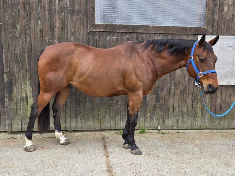 Quarter horse américain Hongre 11 Ans 152 cm Bai in Remseck am Neckar
