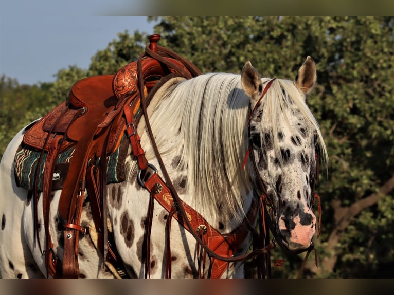 Quarter horse américain Hongre 11 Ans 152 cm Blanc in Jacksboro TX