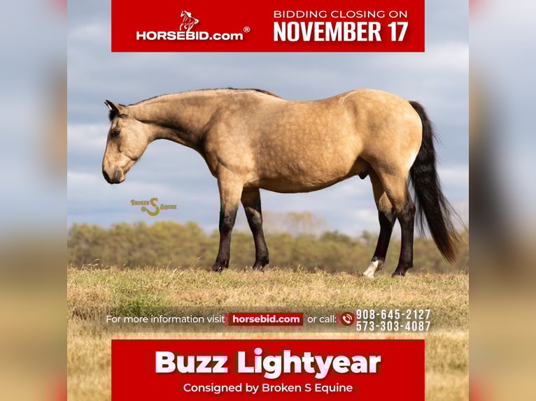 Quarter horse américain Hongre 11 Ans 152 cm Buckskin in Bogard