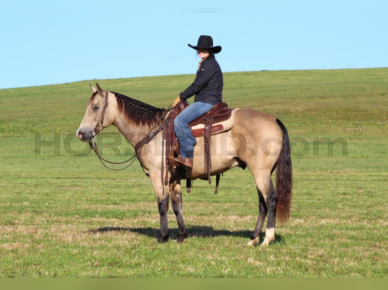 Quarter horse américain Hongre 11 Ans 152 cm Buckskin in Clarion, PA