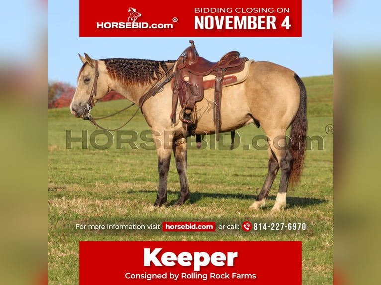 Quarter horse américain Hongre 11 Ans 152 cm Buckskin in Clarion, PA