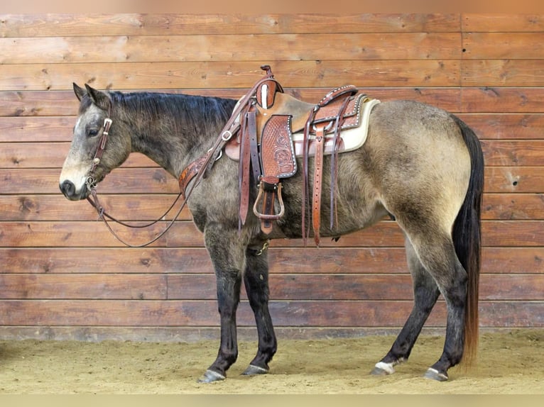 Quarter horse américain Hongre 11 Ans 152 cm Buckskin in Clarion