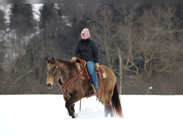 Quarter horse américain Hongre 11 Ans 152 cm Buckskin in Clarion