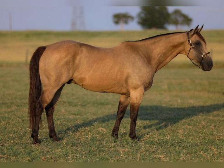 Quarter horse américain Hongre 11 Ans 152 cm Buckskin in Ripley