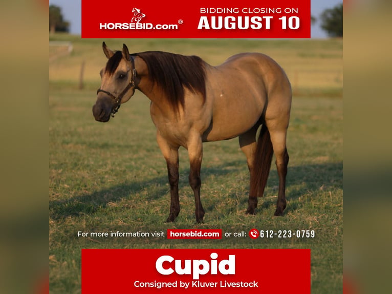Quarter horse américain Hongre 11 Ans 152 cm Buckskin in Ripley