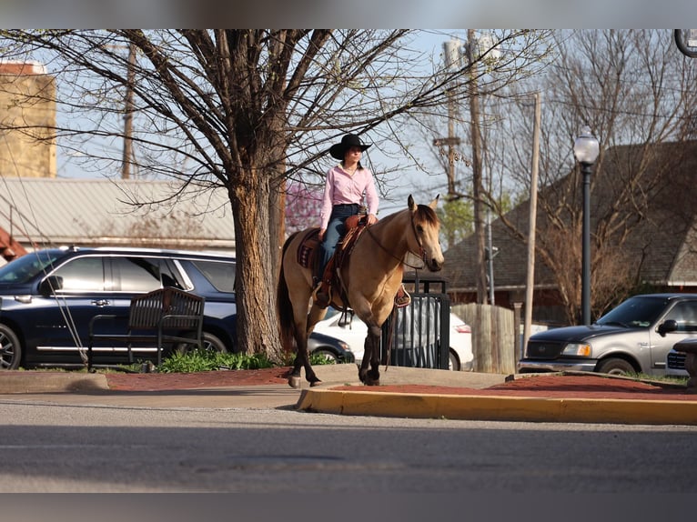 Quarter horse américain Hongre 11 Ans 152 cm Buckskin in Ripley