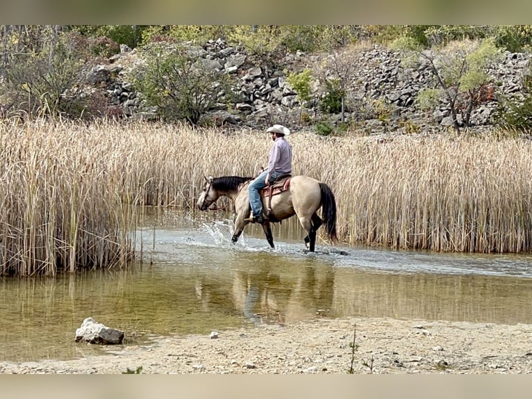 Quarter horse américain Hongre 11 Ans 152 cm Buckskin in Sheffield