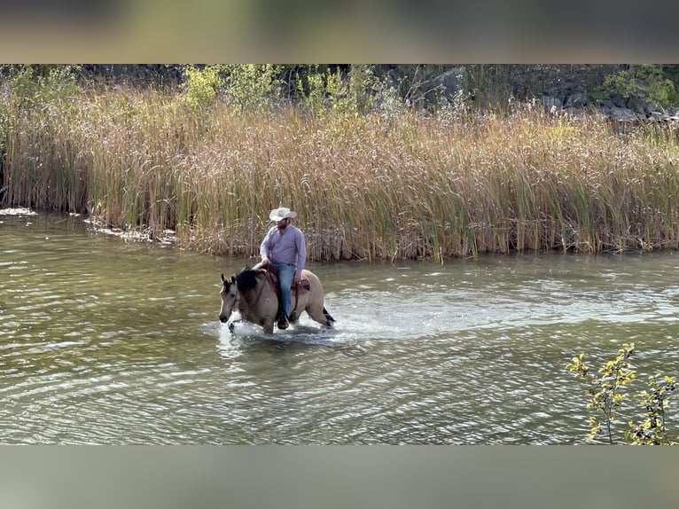 Quarter horse américain Hongre 11 Ans 152 cm Buckskin in Sheffield