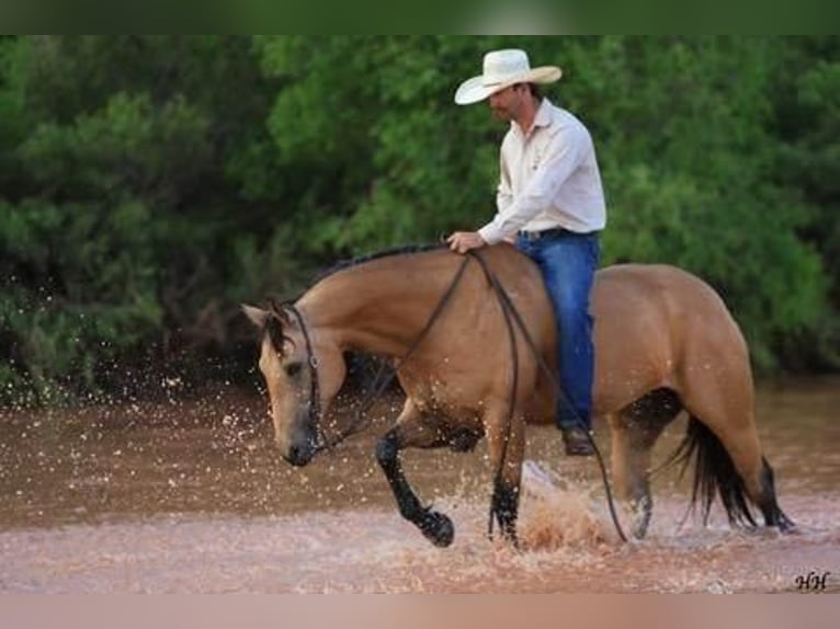Quarter horse américain Hongre 11 Ans 152 cm Buckskin in Canyon, TX