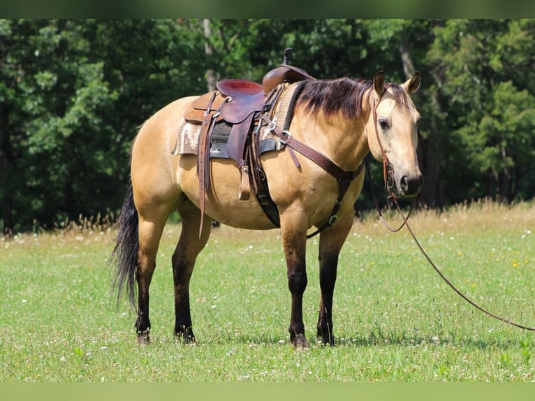 Quarter horse américain Croisé Hongre 11 Ans 152 cm Buckskin in Clarion, PA