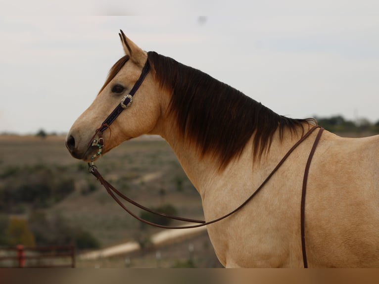 Quarter horse américain Hongre 11 Ans 152 cm Buckskin in Stephenville TX