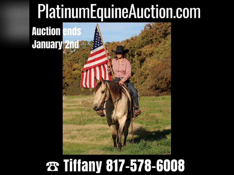 Quarter horse américain Hongre 11 Ans 152 cm Buckskin in Stephenville TX