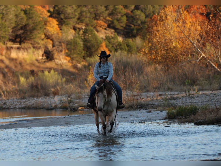 Quarter horse américain Hongre 11 Ans 152 cm Buckskin in Stephenville TX