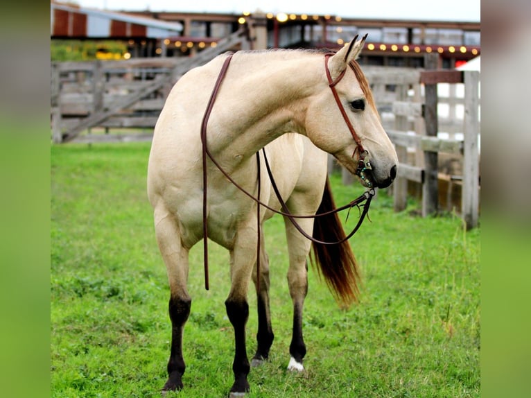 Quarter horse américain Hongre 11 Ans 152 cm Buckskin in Stephenville TX
