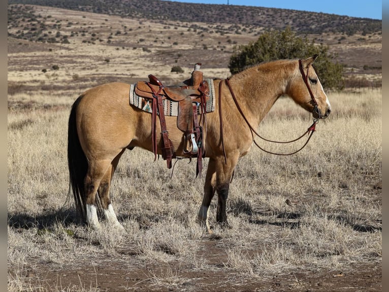 Quarter horse américain Hongre 11 Ans 152 cm Buckskin in Camp Verde AZ