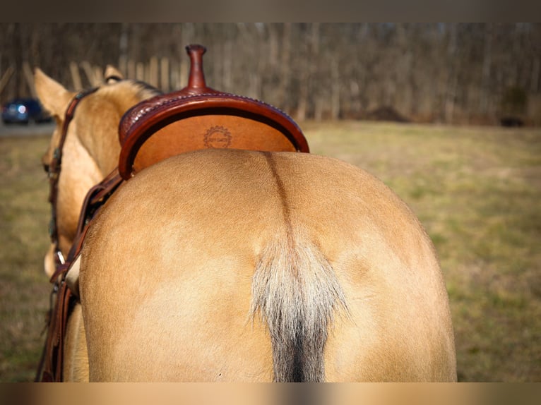 Quarter horse américain Hongre 11 Ans 152 cm Buckskin in Flemmingsburg KY