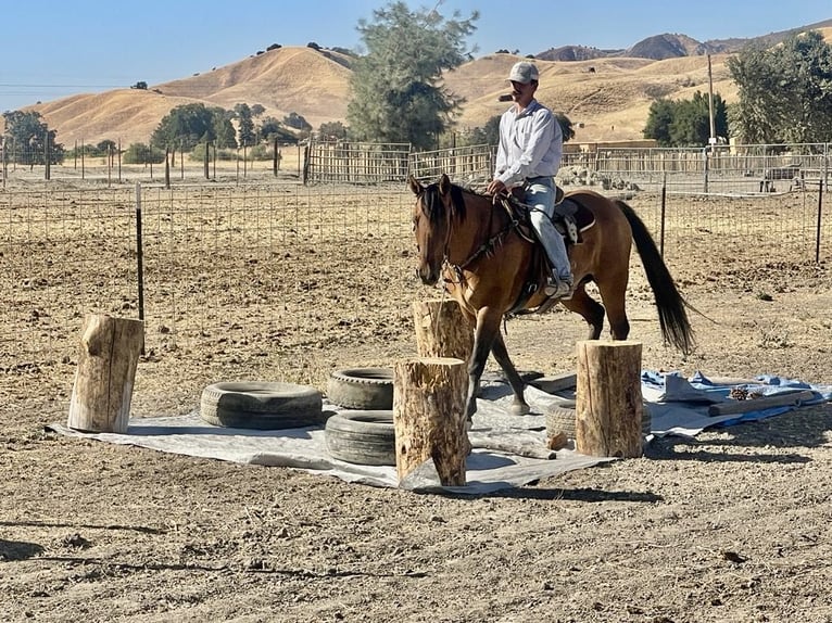 Quarter horse américain Hongre 11 Ans 152 cm Buckskin in Paicines CA