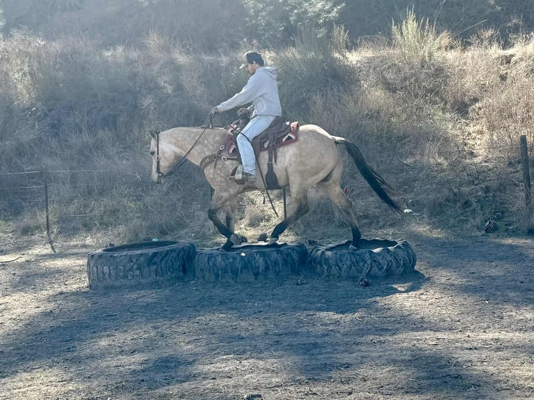 Quarter horse américain Hongre 11 Ans 152 cm Buckskin in Paicines CA