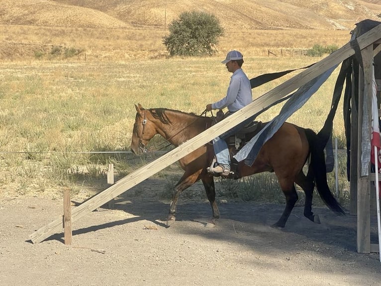 Quarter horse américain Hongre 11 Ans 152 cm Buckskin in Paicines CA