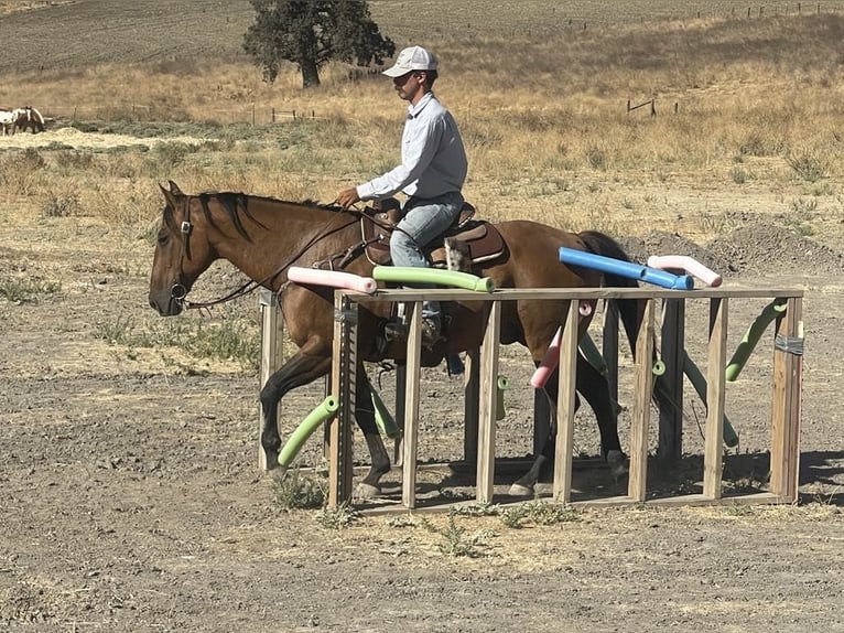 Quarter horse américain Hongre 11 Ans 152 cm Buckskin in Paicines CA