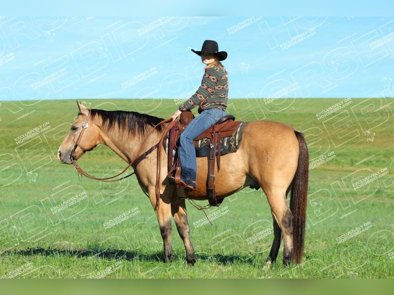 Quarter horse américain Hongre 11 Ans 152 cm Buckskin in Clarion, PA