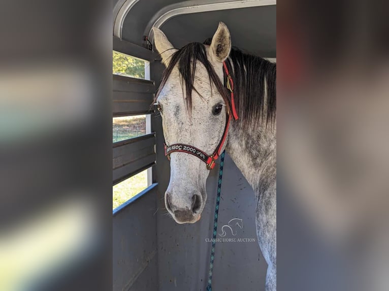 Quarter horse américain Hongre 11 Ans 152 cm Gris pommelé in Spencer, tn