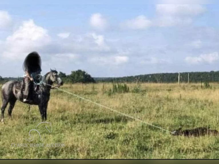 Quarter horse américain Hongre 11 Ans 152 cm Gris pommelé in Spencer, tn