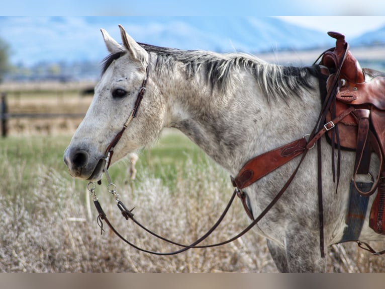 Quarter horse américain Hongre 11 Ans 152 cm Gris pommelé in Salmonsalmon, ID