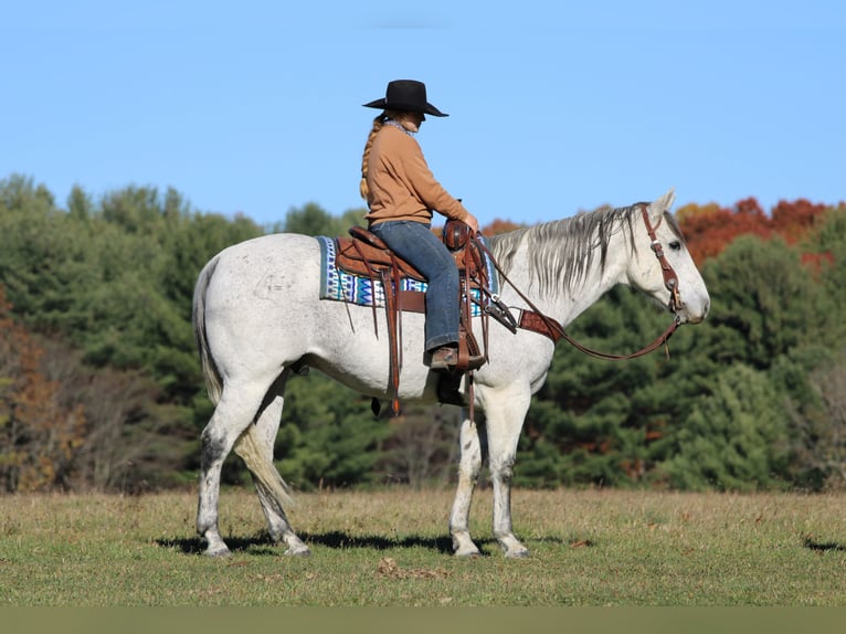 Quarter horse américain Hongre 11 Ans 152 cm Gris in Clarion