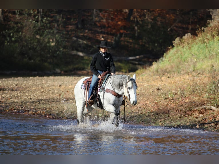 Quarter horse américain Hongre 11 Ans 152 cm Gris in Clarion