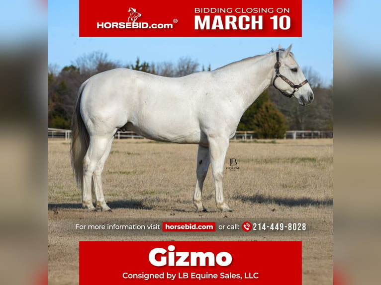 Quarter horse américain Hongre 11 Ans 152 cm Gris in Terrell, TX