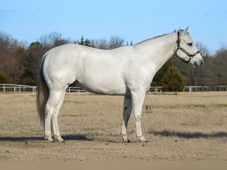 Quarter horse américain Hongre 11 Ans 152 cm Gris in Terrell, TX