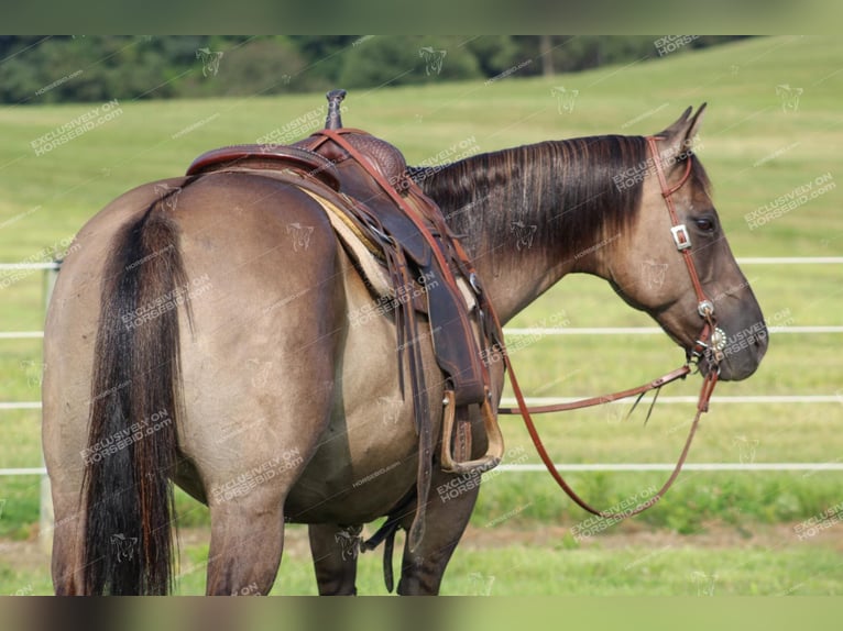 Quarter horse américain Hongre 11 Ans 152 cm Grullo in Clarion