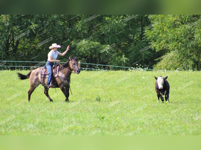 Quarter horse américain Hongre 11 Ans 152 cm Grullo in Clarion