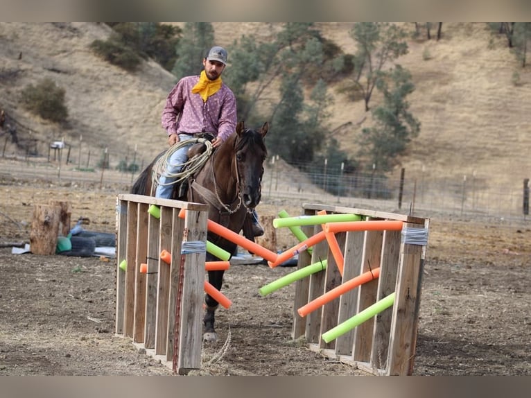 Quarter horse américain Hongre 11 Ans 152 cm Grullo in Paicines CA