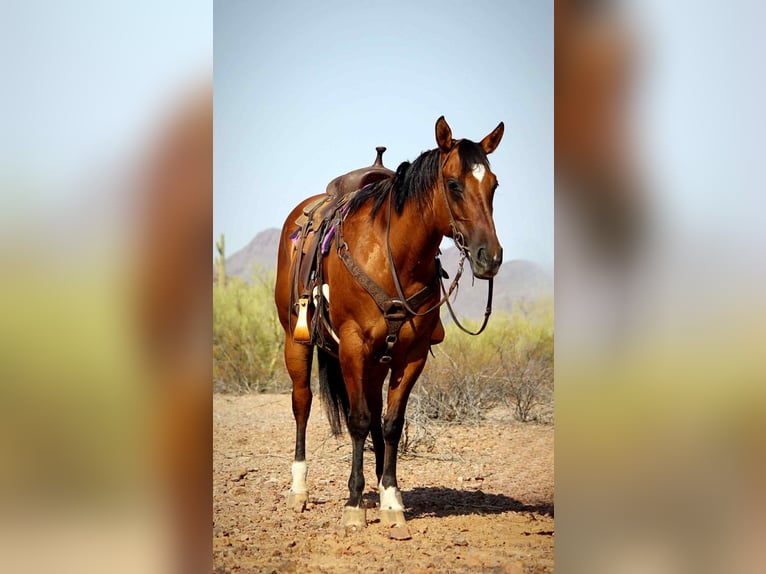 Quarter horse américain Hongre 11 Ans 152 cm Isabelle in Marana AZ